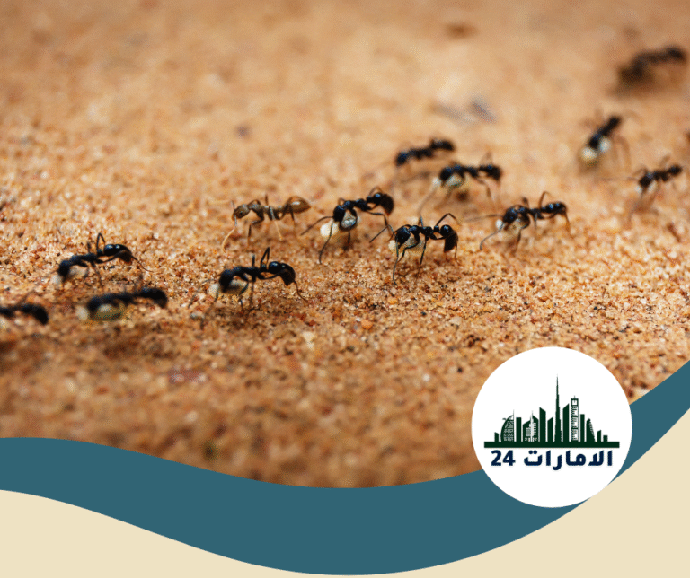 شركة مكافحة النمل في العين