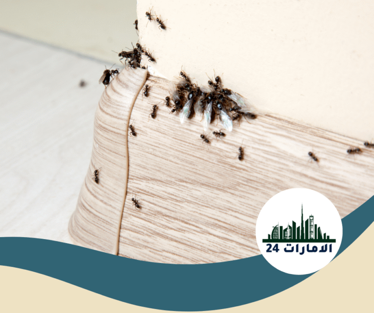 شركة مكافحة النمل في ابوظبي
