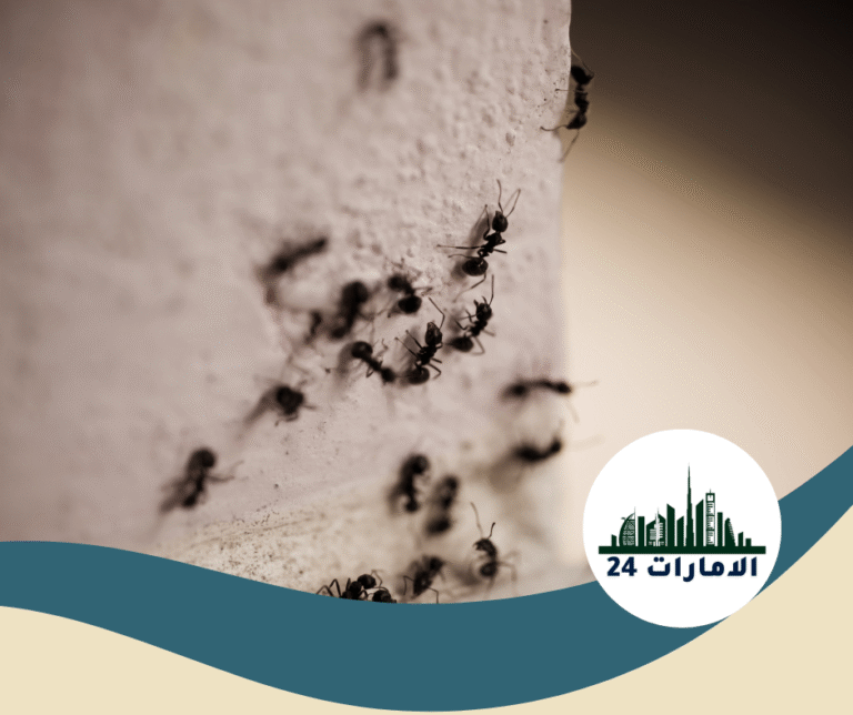 شركة مكافحة النمل في الفجيرة