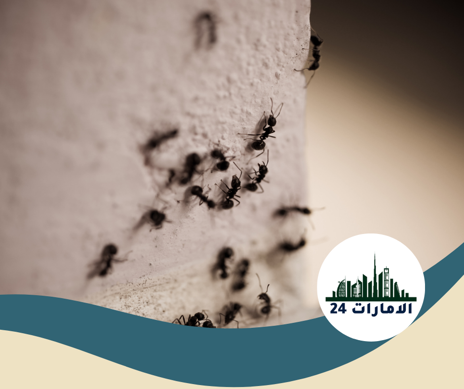 شركة مكافحة النمل في الفجيرة