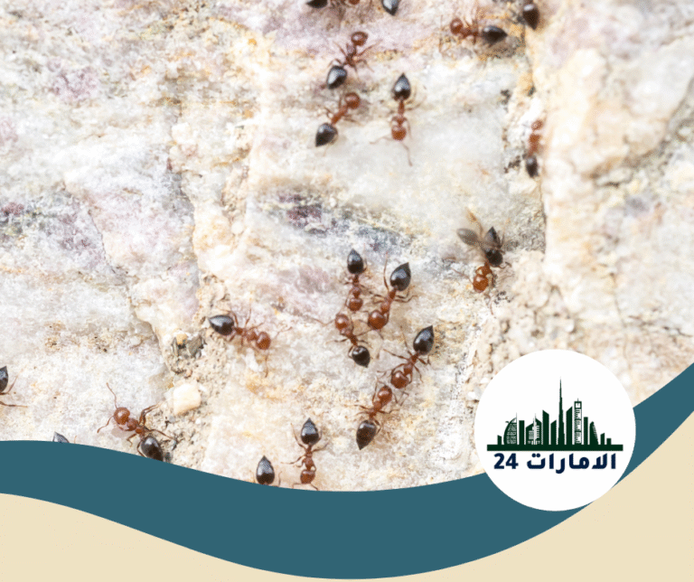 شركة مكافحة النمل في راس الخيمة