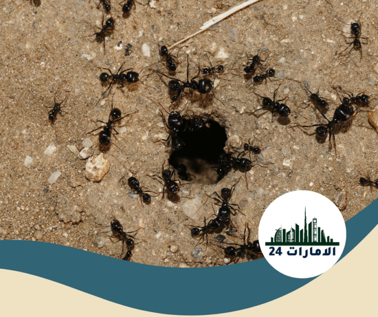 شركة مكافحة النمل في ام القيوين