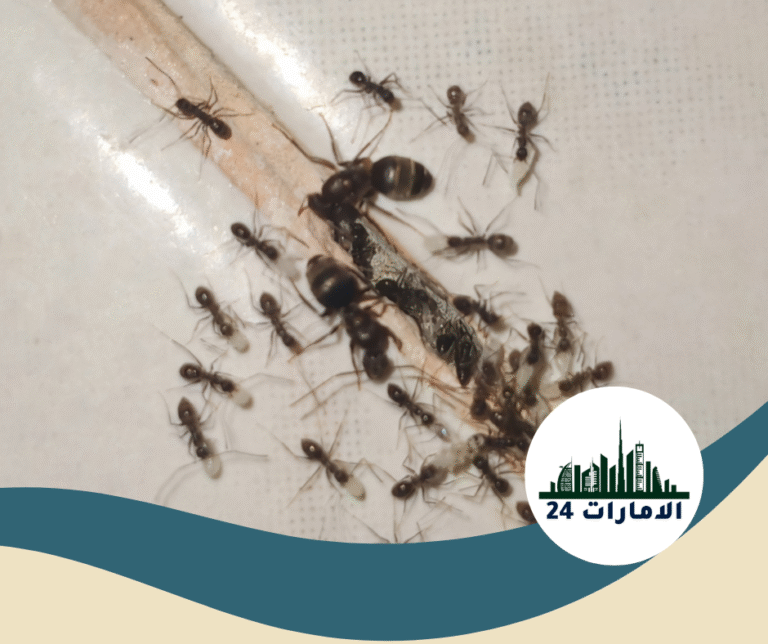 شركة مكافحة النمل في عجمان