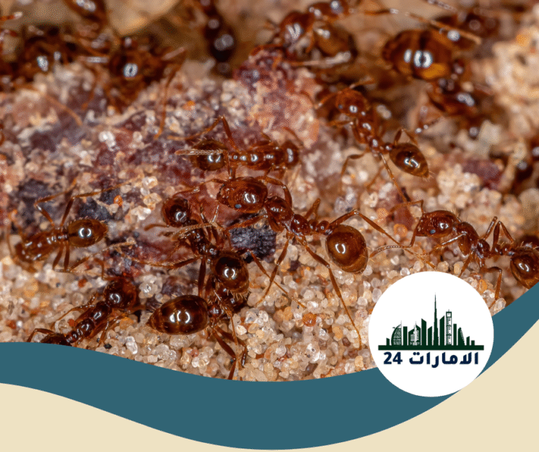 شركة مكافحة النمل في الشارقة