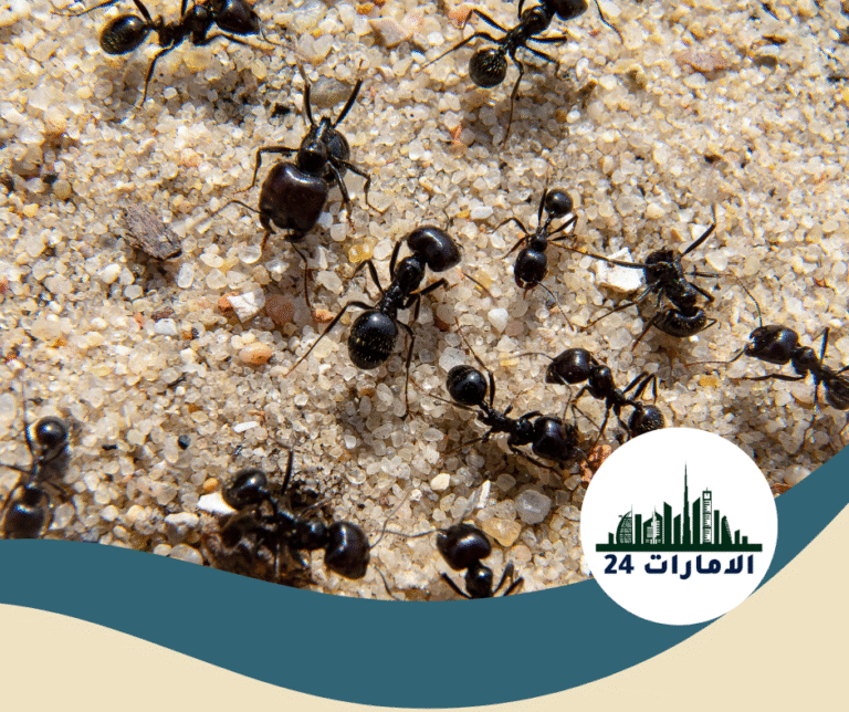 شركة مكافحة النمل في دبي