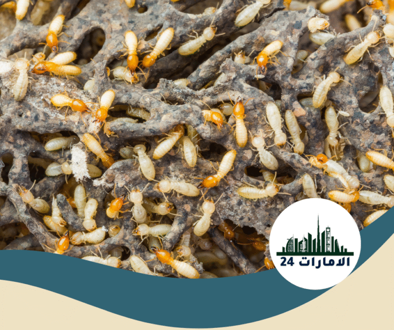 شركة مكافحة الرمة في ابوظبي