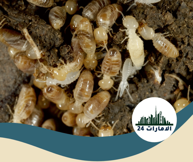 شركة مكافحة الرمة في الفجيرة