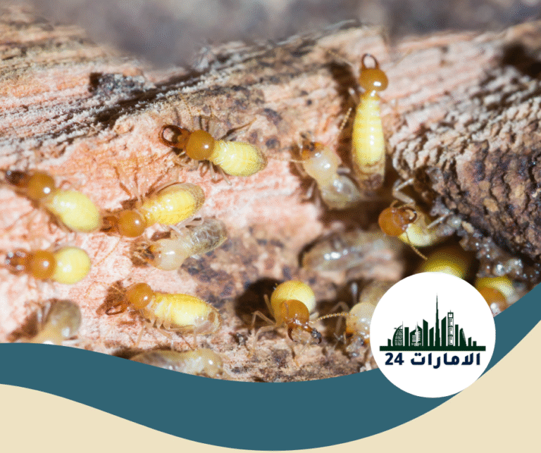 شركة مكافحة الرمة في عجمان