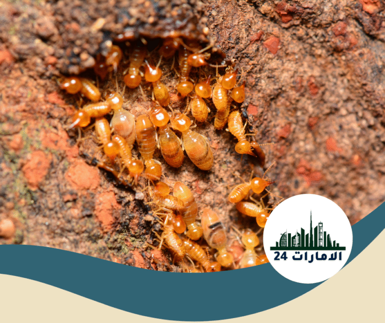 شركة مكافحة الرمة في دبي