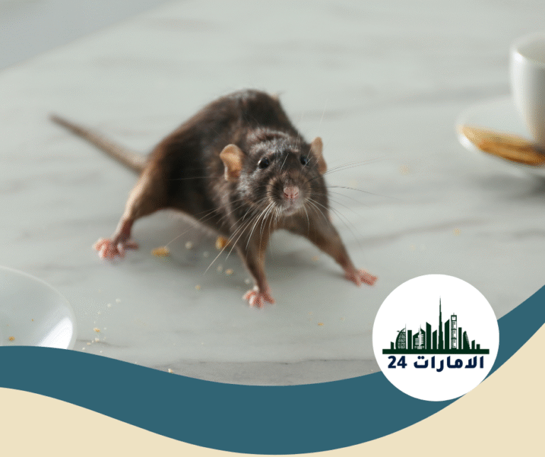 شركة مكافحة الزواحف في دبي