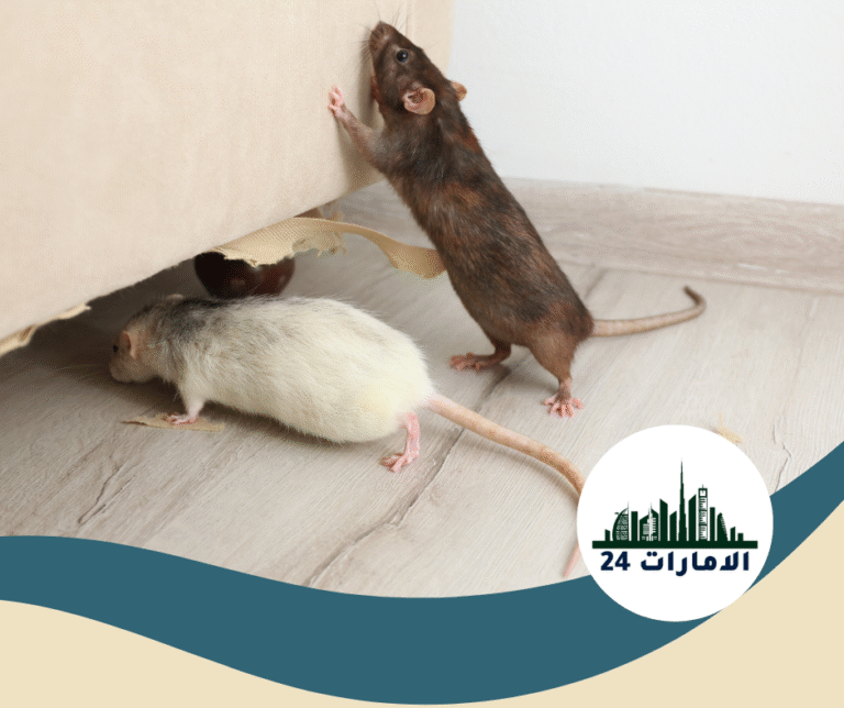 شركة مكافحة الزواحف في الفجيرة