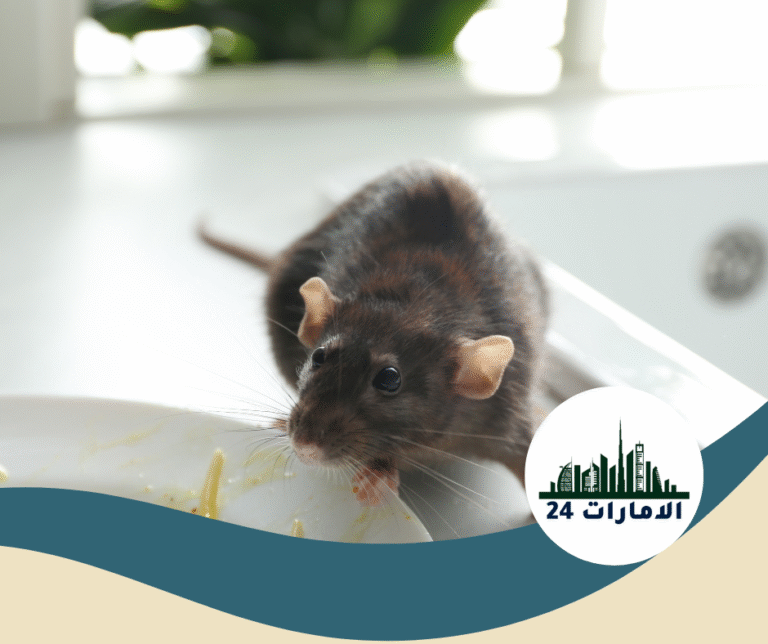 شركة مكافحة الزواحف في ام القيوين