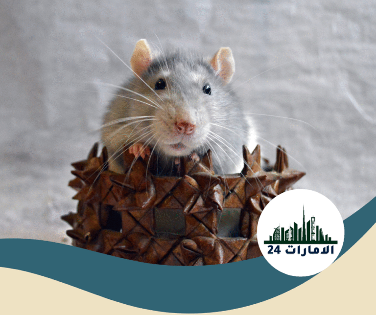 شركة مكافحة الزواحف في الشارقة